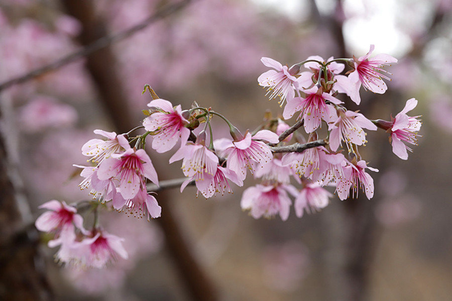 冬暖樱桃花开