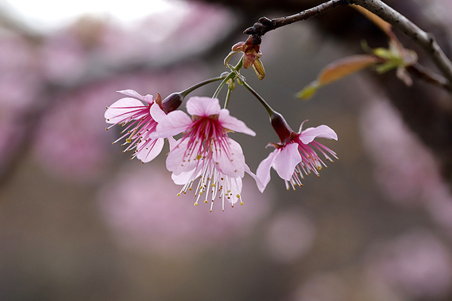 冬暖樱桃花盛开