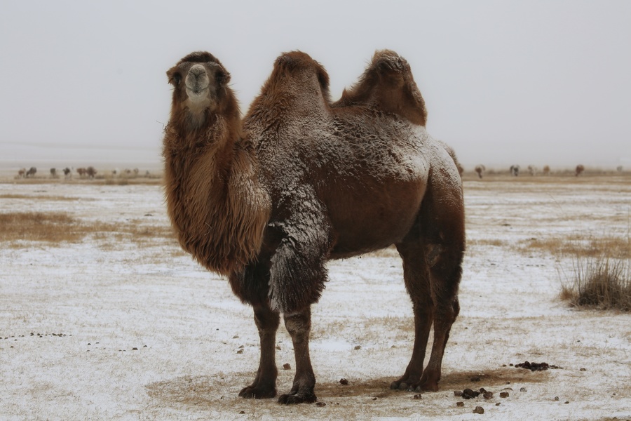 风雪中的草原骆驼