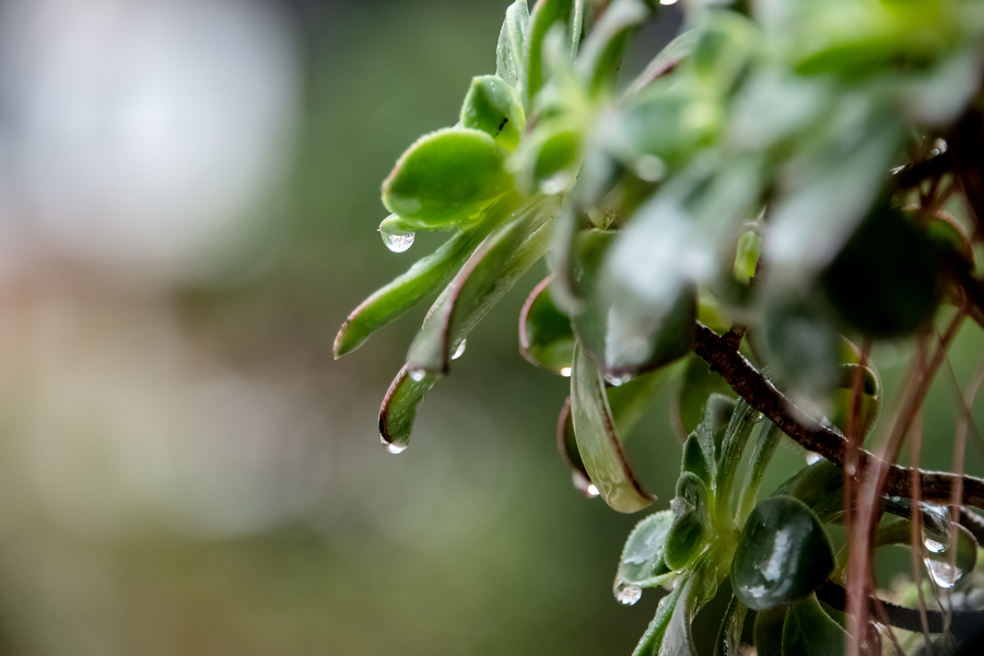 冬雨