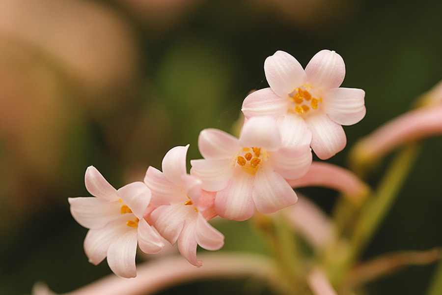 生态花卉:花姿清雅垂筒花