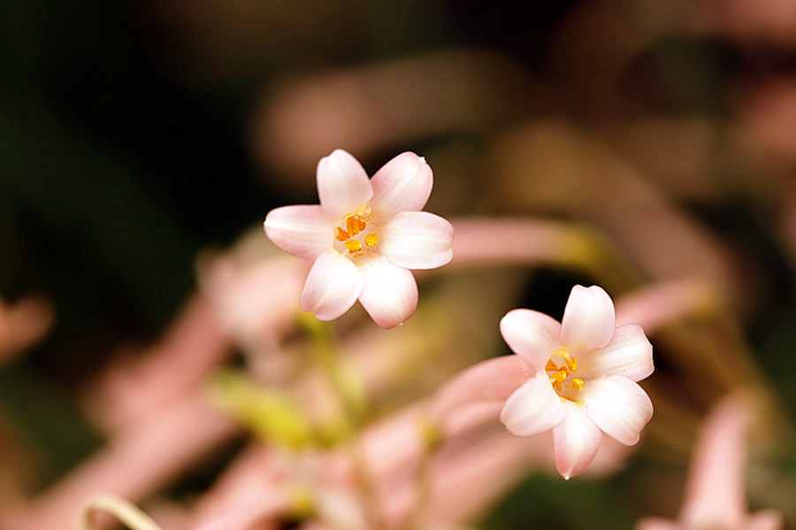 生态花卉花姿清雅垂筒花