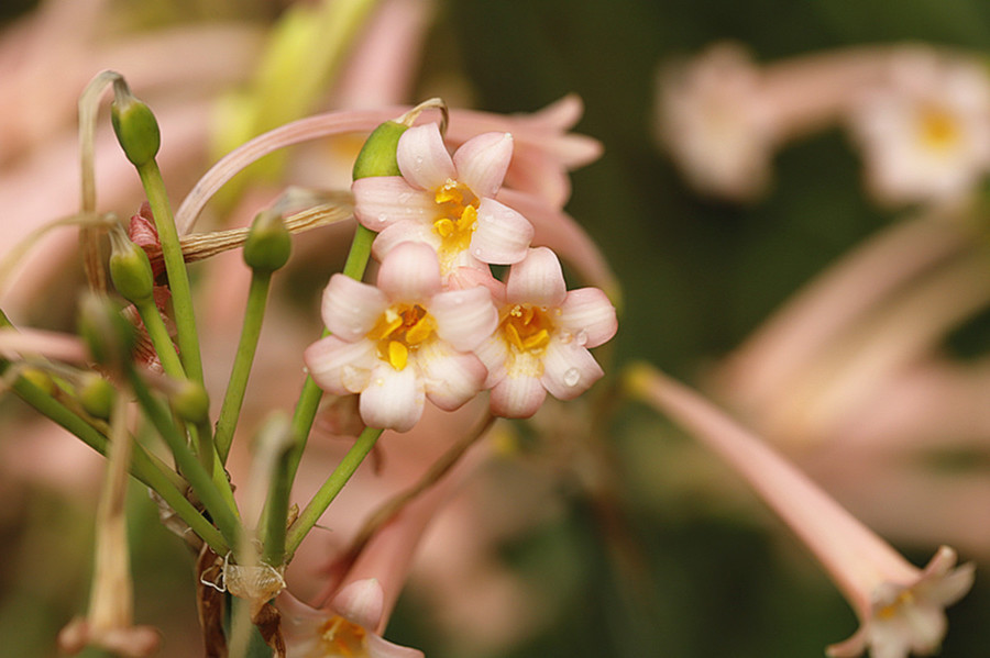 生态花卉:花姿清雅垂筒花