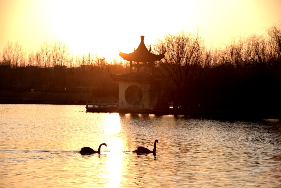 夕阳之下（拍摄于河北邯郸市广平县天鹅湖公园）