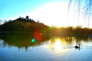 祥和之光（拍摄于2020.2.17日河北广平天鹅湖）