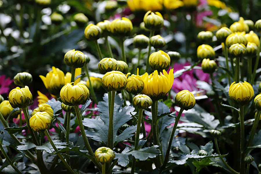 含苞欲放黄菊花 (共p)