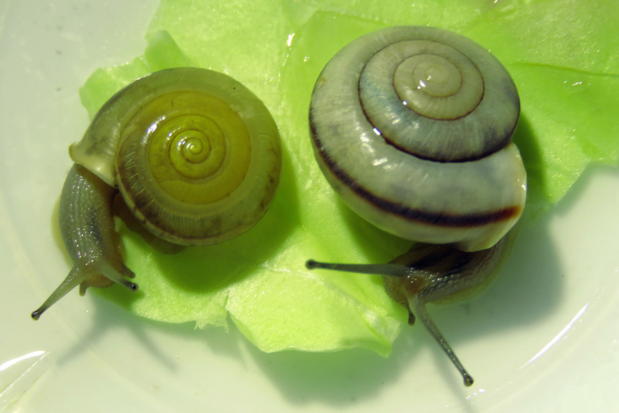 【养蜗牛的喂食摄影图片】生态摄影_太平洋电脑网摄影