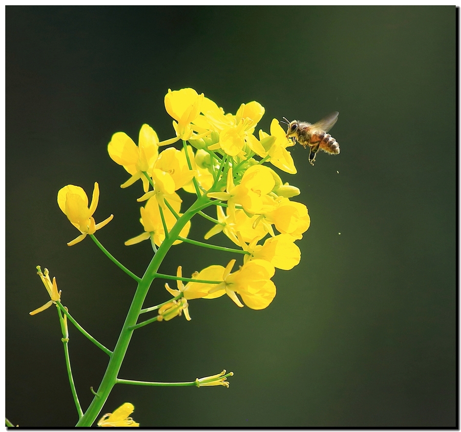 油菜花蜂蜜图