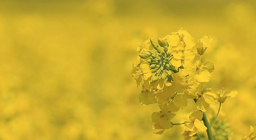 【又是一年赏花时〔油菜花〕摄影图片】风光摄影_太平洋电脑网