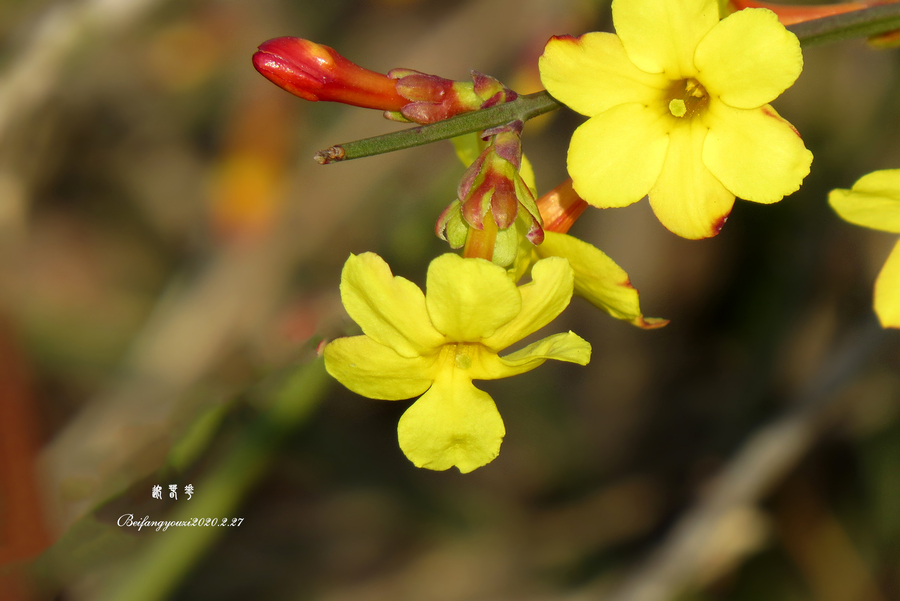 迎春花