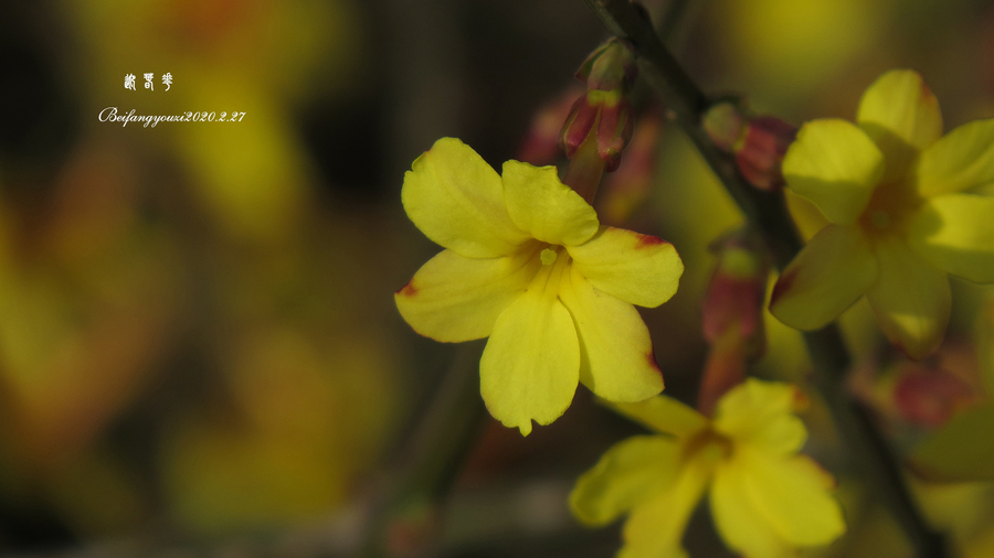 迎春花