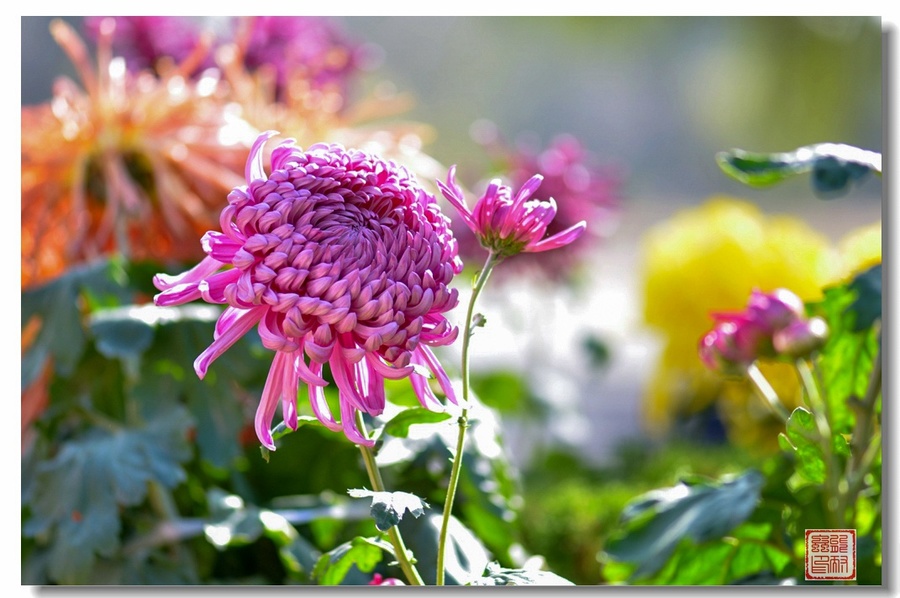 公园里的花花草草(一七六)一组菊花