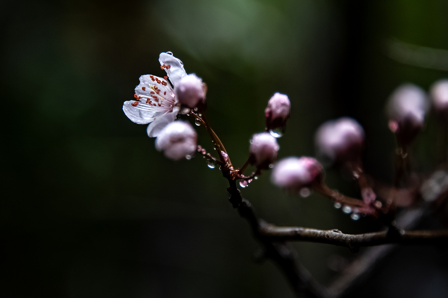 雨露滋润