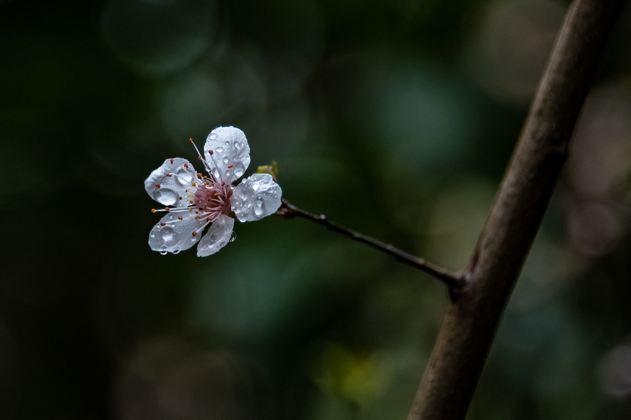 雨露滋润