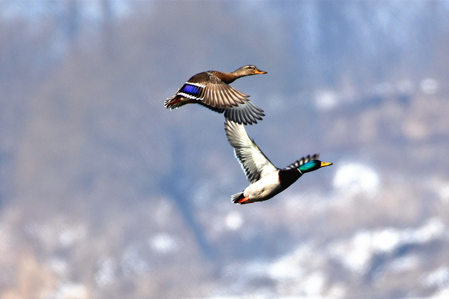 【飞起的野鸭摄影图片】生态摄影_太平洋电脑网摄影