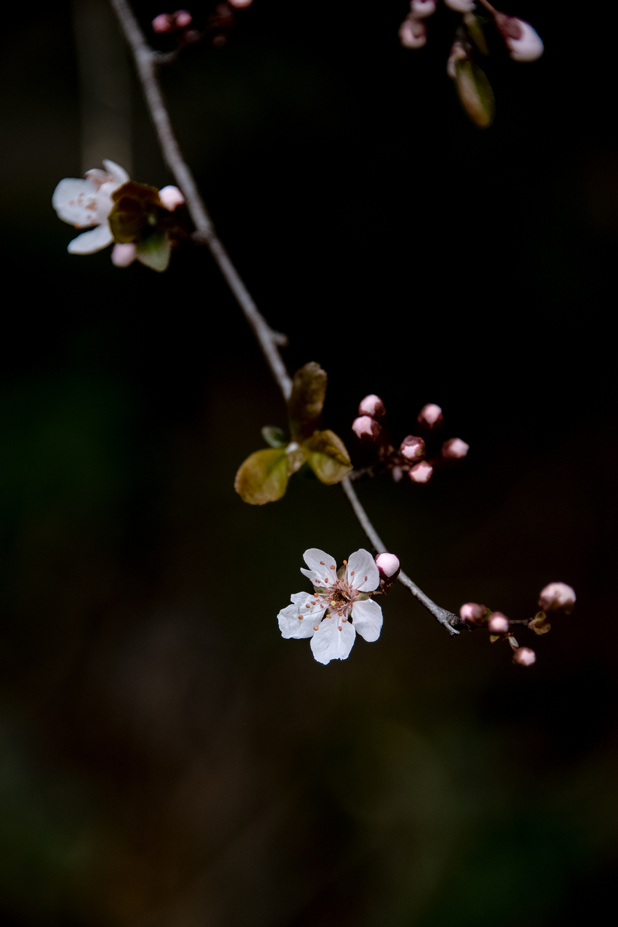 繁花似锦