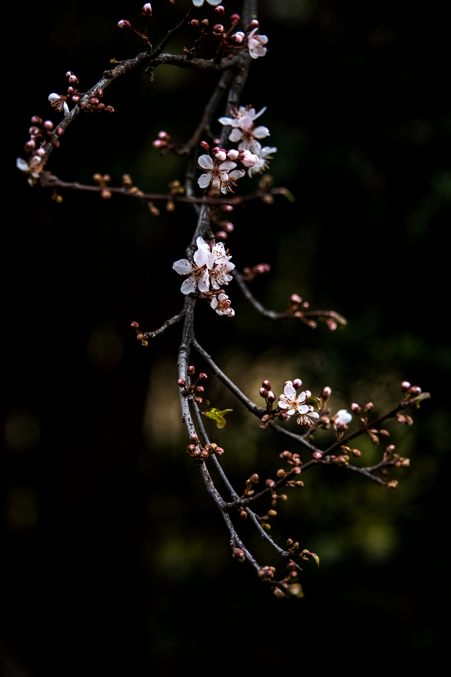 繁花似锦