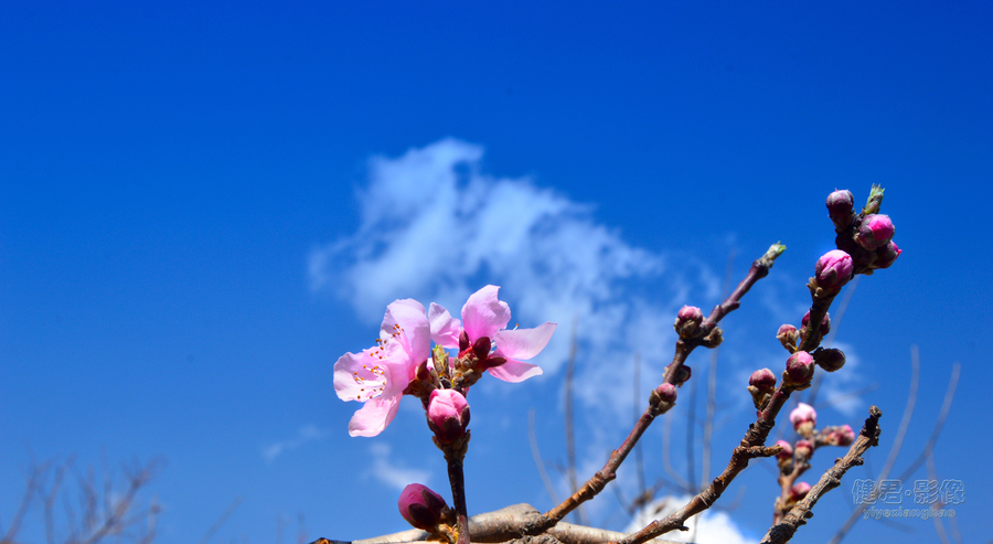 桃花红了柳叶绿了