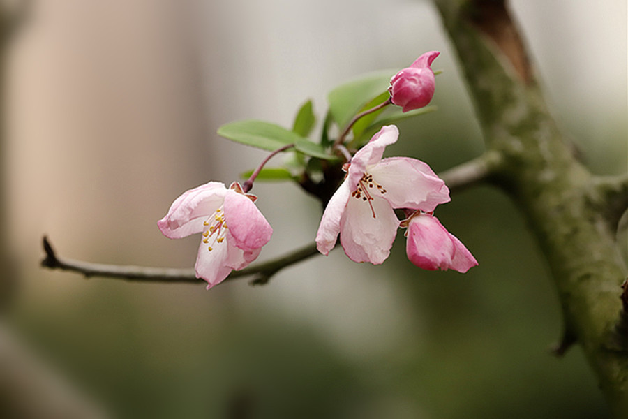 红花点点春海棠