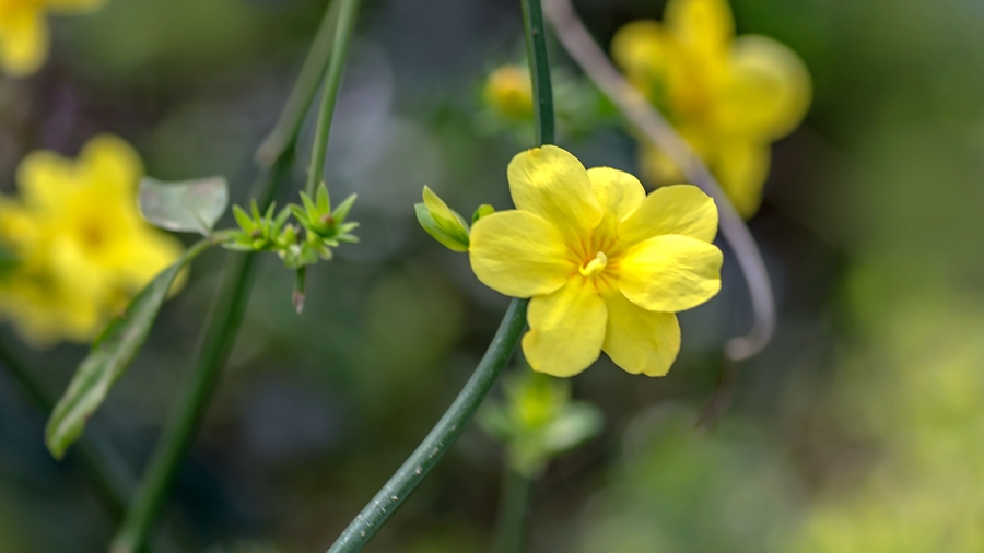 迎春花