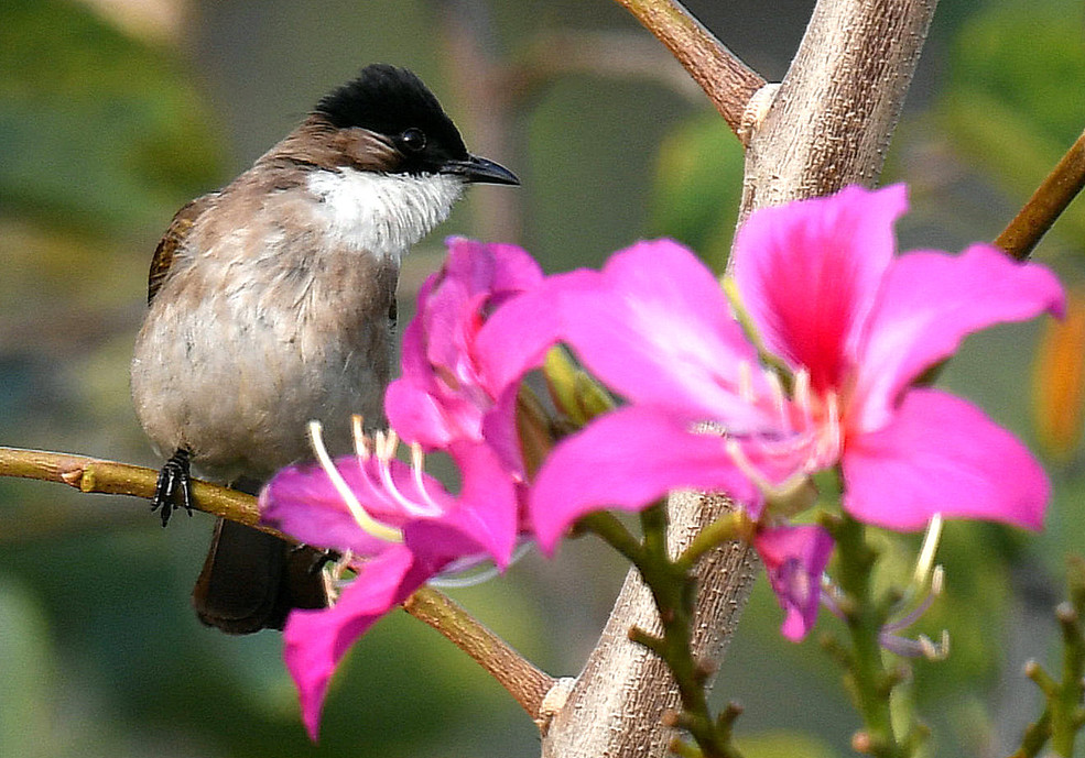 花与鸟