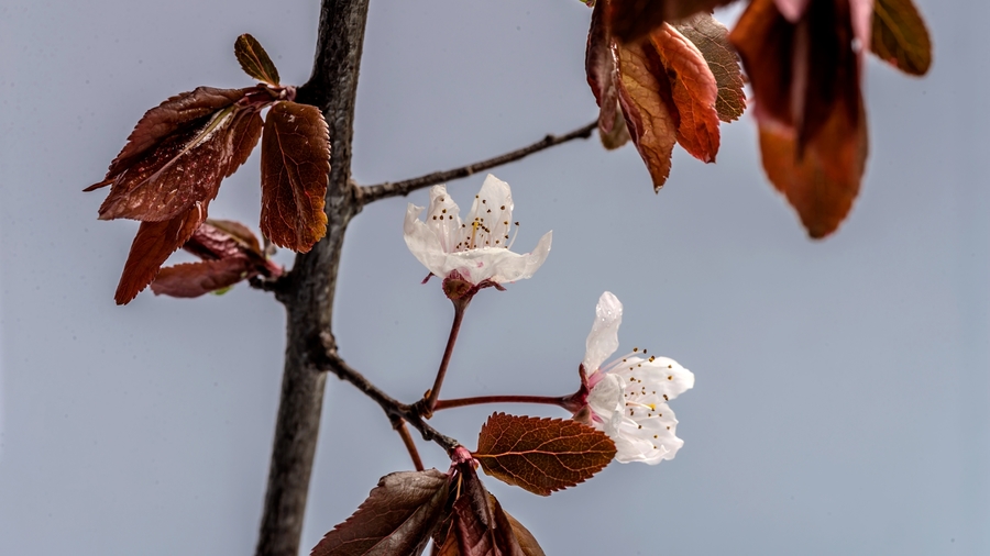 紫叶粉白花绽放