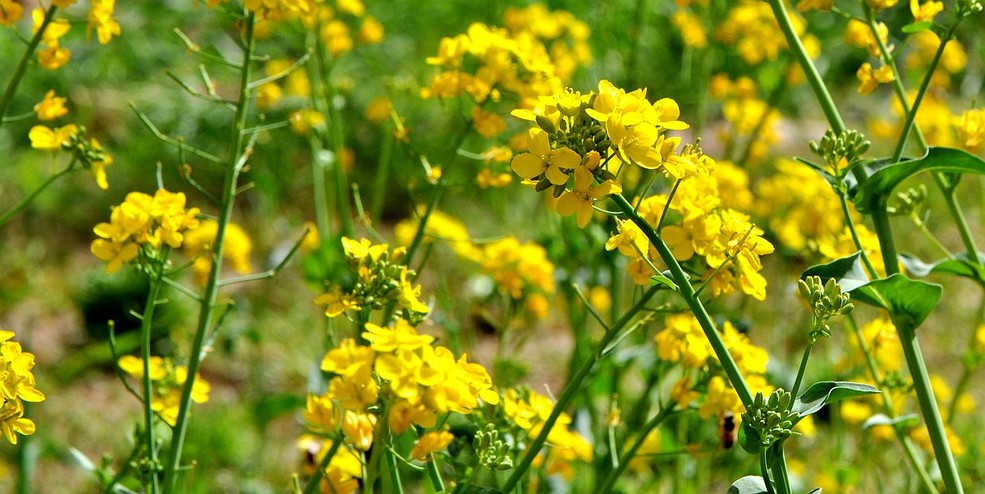 大青菜花