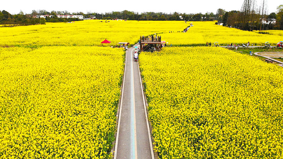 【四川风光】俯瞰青城山七里诗乡万亩油菜花海