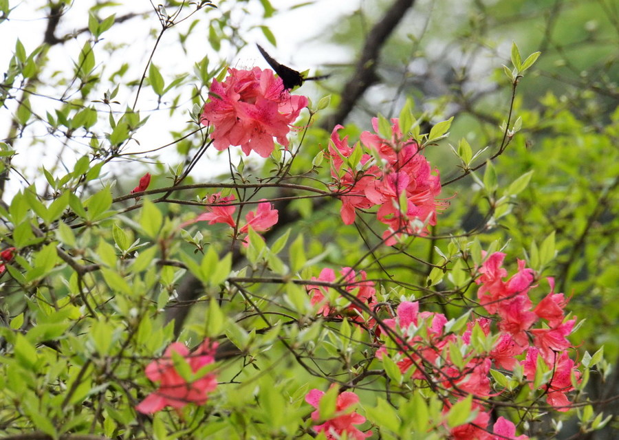 【美丽的春天美丽的固始 摄影图片】风光摄影_太平洋