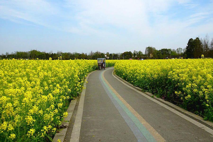 骏马奔驰油菜花海 (共p)