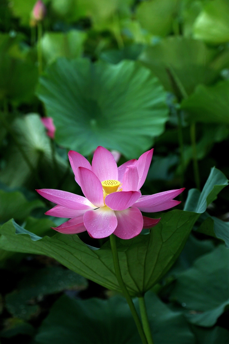 【雨荷(荷花系列之五)摄影图片】生态摄影_太平洋电脑网摄影部落