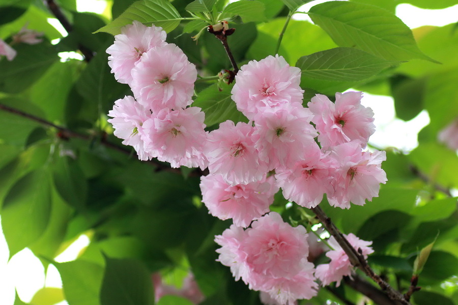 晚樱花(别名:京东樱花)