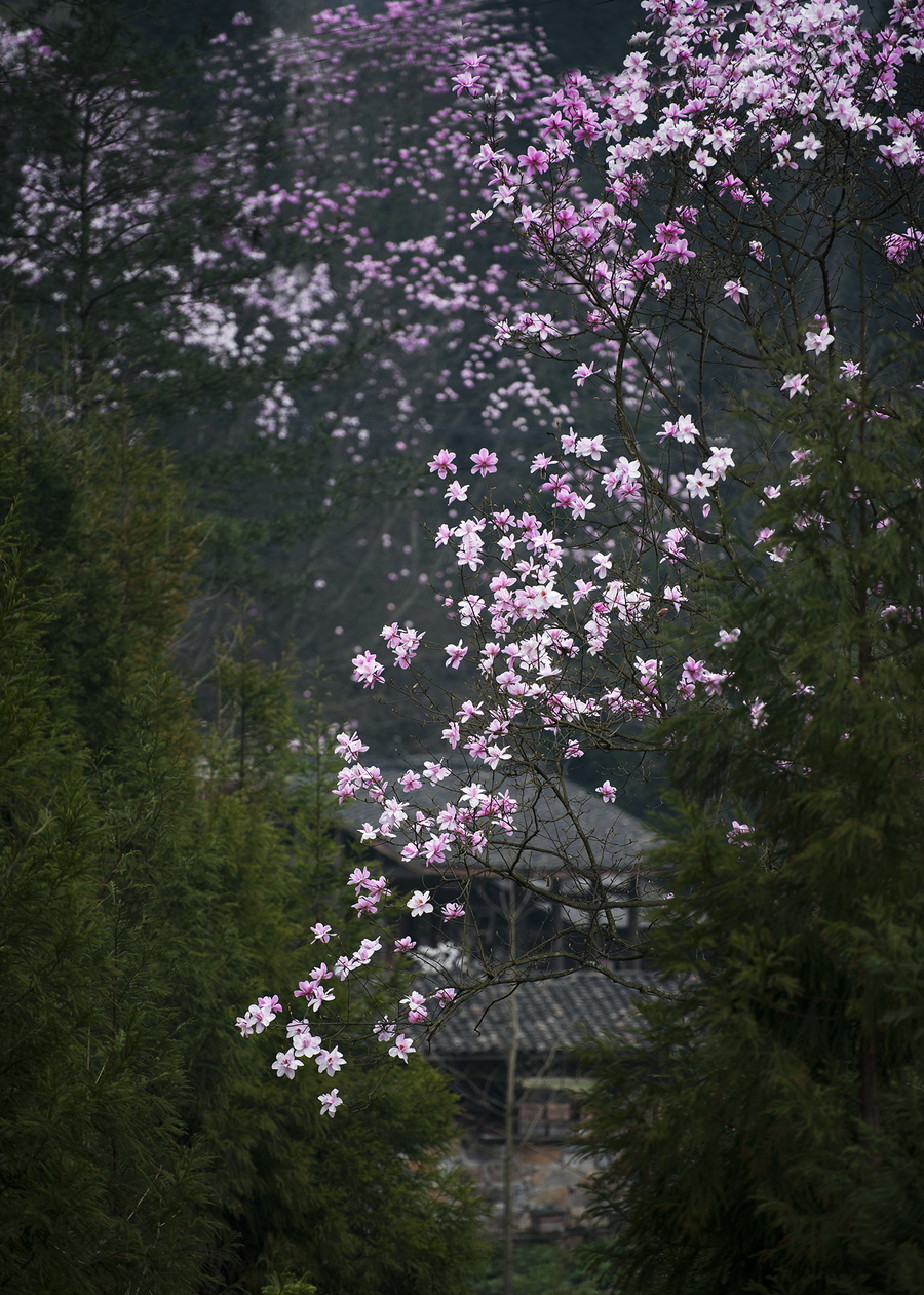 山花烂漫 