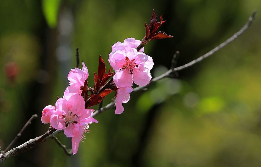 桃花朵朵开