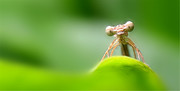 春天视角：生机勃勃的小昆虫