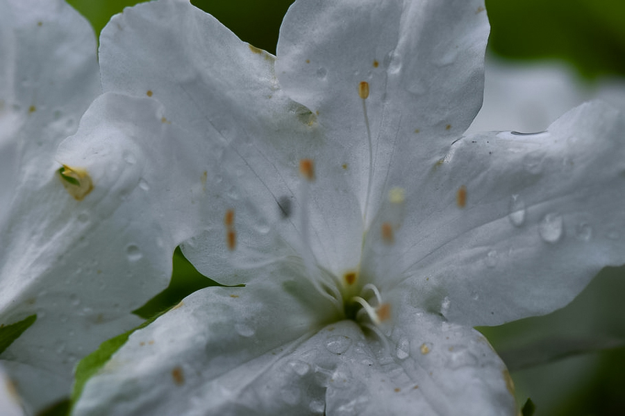 红白杜鹃花