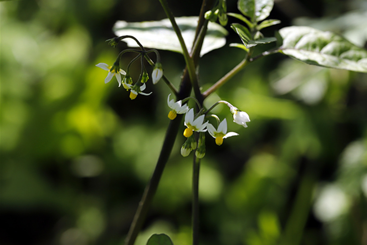 生态微距:小小野生龙葵花