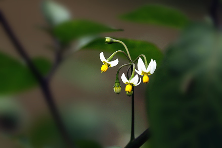 生态微距:小小野生龙葵花