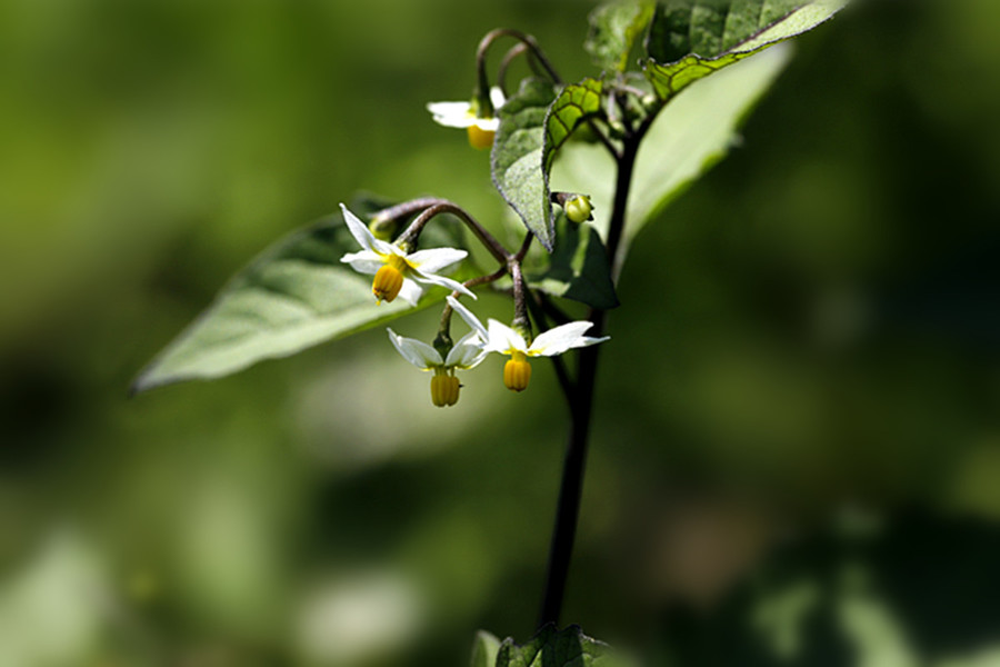 生态微距:小小野生龙葵花