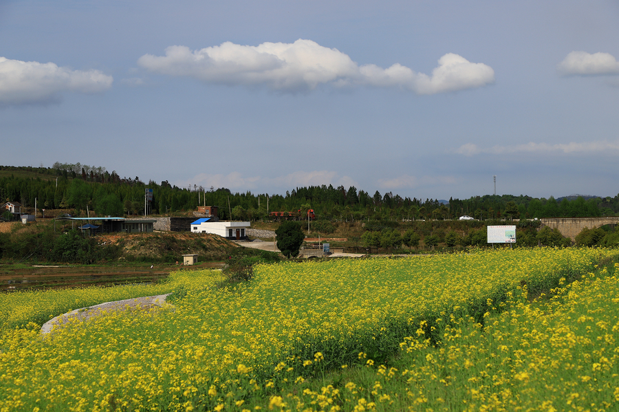 油菜花开压垄黄 一途颠簸到山乡