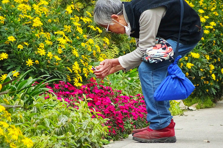 【街拍】爱花的老人