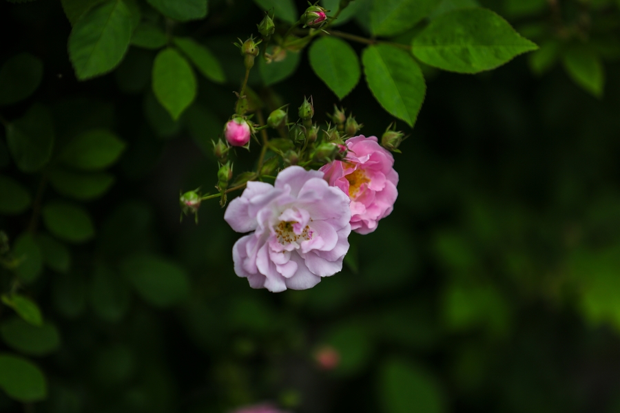 【蔷薇摄影图片】生态摄影_太平洋电脑网摄影部落