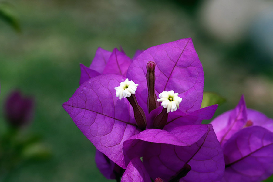 生态微距:春暖紫梅花又开