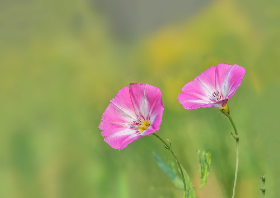 房前屋后小草花