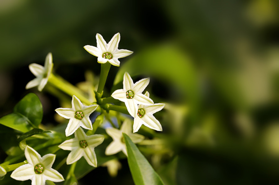 生态微距夜来香吐芬芳