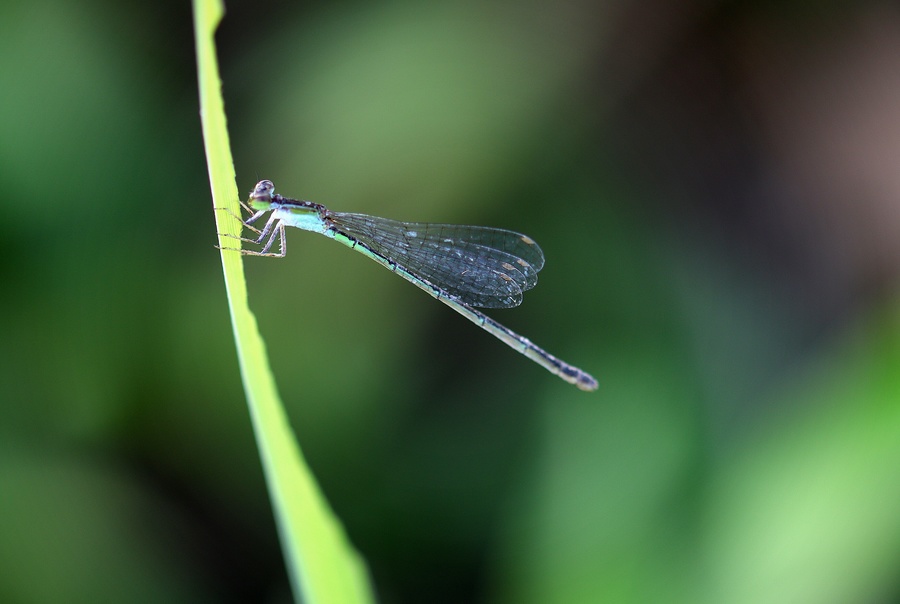 小昆虫