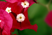 生态微距:灿烂红花三角梅