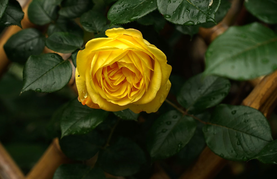 月季花(下)
