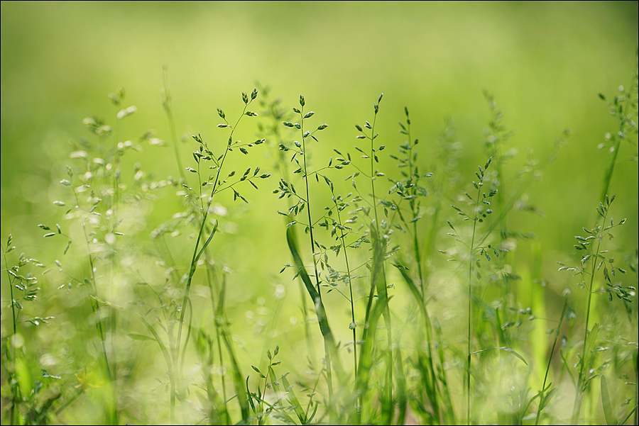 晨光中的小草