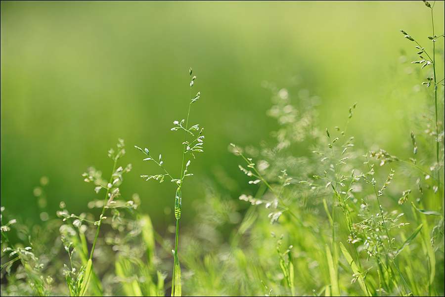晨光中的小草